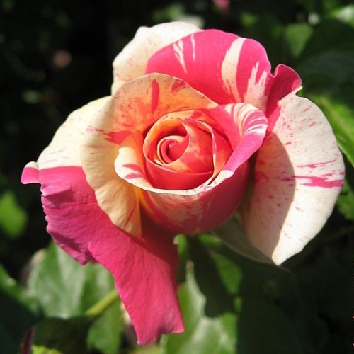 Rosa Wekrosopela - rózsaszín - fehér - Csokros virágú - magastörzsű rózsafa- csüngő koronaforma